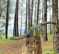 Handmade Khopesh Sword: High Carbon Steel, Rosewood Handle, Historical Replica